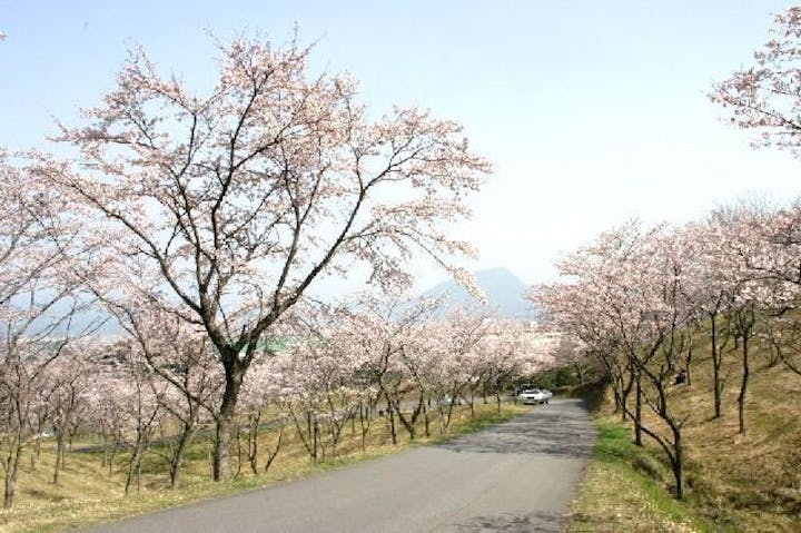 扇山さくらの園の桜・お花見