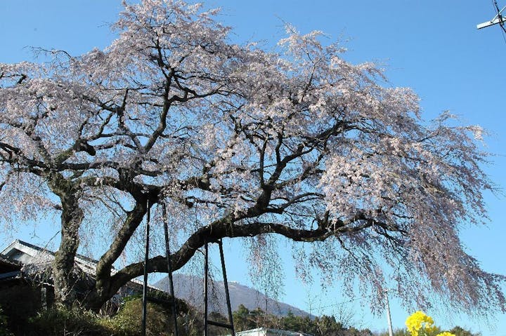 安楽寺の桜・お花見