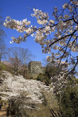 岡城跡の桜・お花見