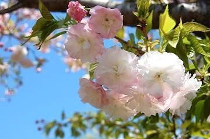 宇佐神宮の桜・お花見