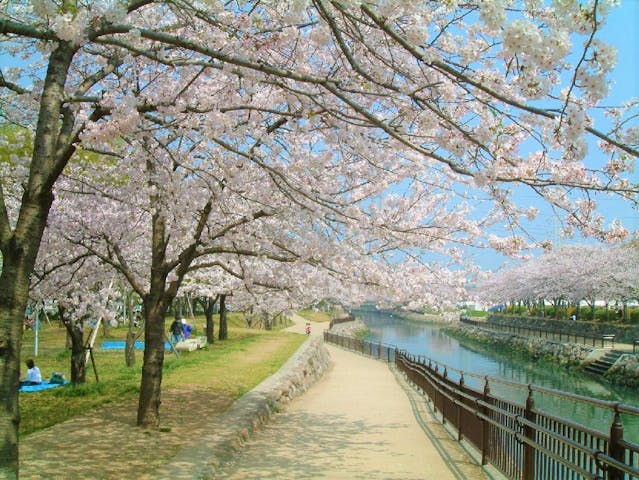 平和市民公園の桜・お花見