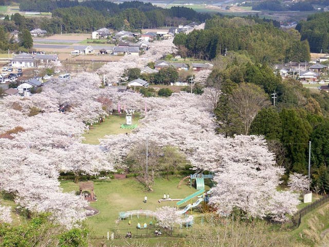母智丘公園の桜・お花見