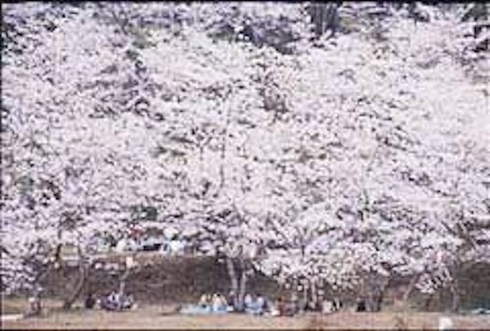 竹香園の桜・お花見