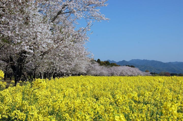 西都原古墳群の桜・お花見