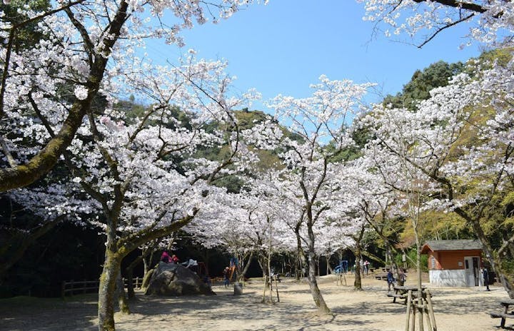 慈眼寺公園の桜・お花見