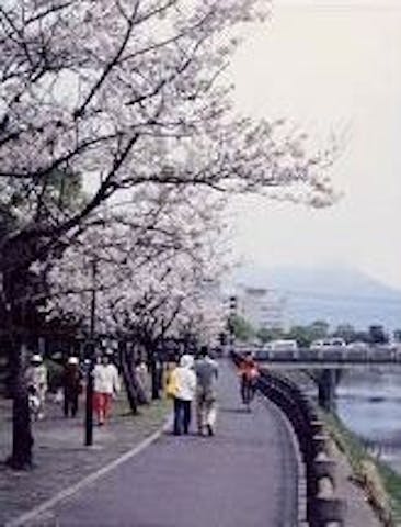 甲突川左岸・右岸緑地の桜・お花見