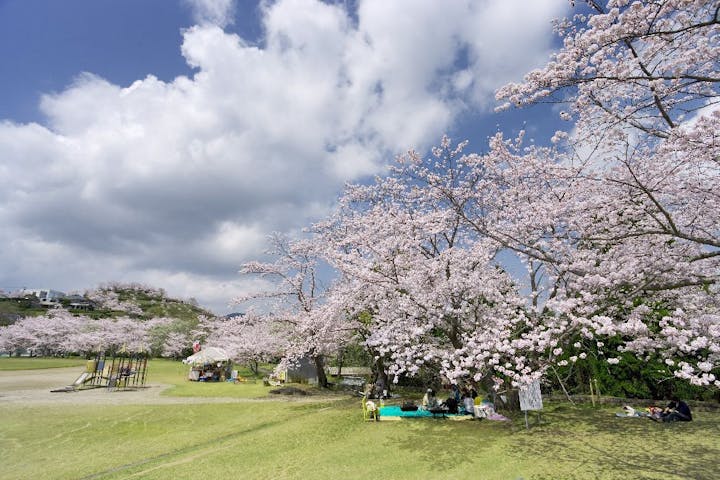 丸岡公園の桜・お花見
