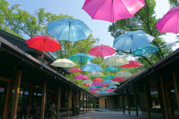 ハルニレテラス