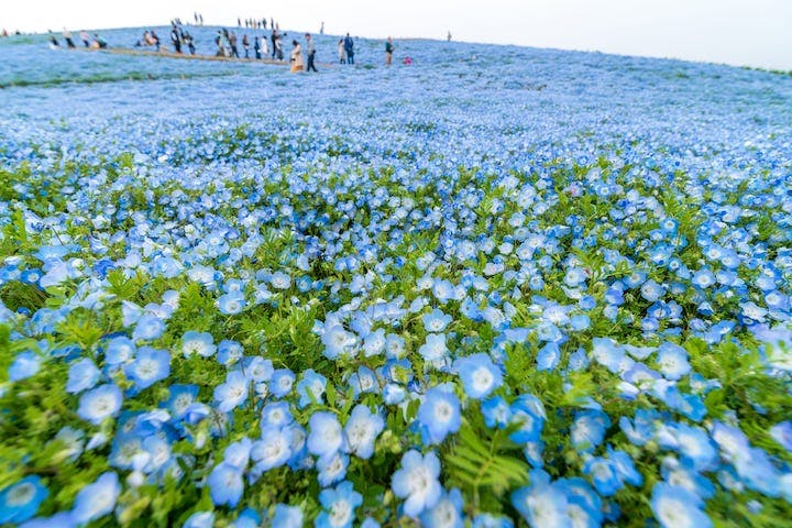 国営ひたち海浜公園